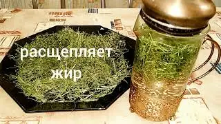 ПОДМАРЕННИК МЯГКИЙ.Galium mollugo.Избавляемся от лишнего жира.