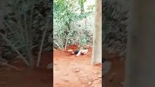 #shortvideo  എൻറെ പൊന്നേ ഒന്ന് ചാടി നോക്കിയതാ പണി പാളി മക്കളെ🤣🤣🤣🐵