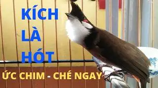 Luyện Chào Mào Hót Đấu Căng Lửa! + Chào Mào Kích Bổi Lên Lửa!. Chào Mào Kích Trống Hót. chào mào đấu