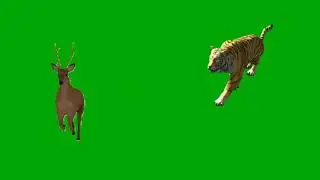Green screen Deer and Tiger racing video 2022