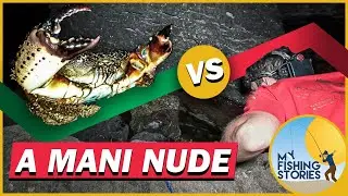 A mani nude: pesca del Granchio Favollo | Bare handed crab fishing