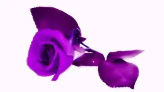 Nanokill's tribute to Prince - Still would stand all time