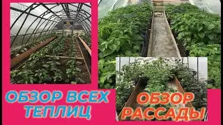ВЫСАДКА СЛАДКОГО, ОСТРОГО ПЕРЦА / ОБЗОР ВСЕХ МОИХ ТЕПЛИЦ / АПРЕЛЬ