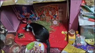 GG Enjoys Dhurva Grass Offered to God | GG's Love for Greenery 🌿💚