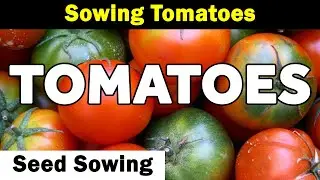 Tomato Seed Sowing | Determinate or Indeterminate | Seven Varieties | Green Side Up