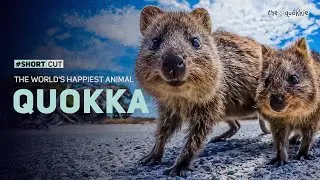 Quokka | The World's Happiest Animals #ShortCut
