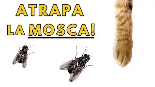 👉Juegos para Gatos - MOSCAS 🪰  [1 HORA]