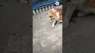 Kangen sama kucing mumun yg ada di dalam pasar