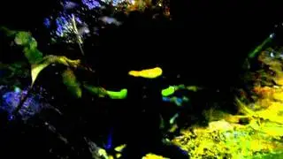Poison Dart Frog being crazy
