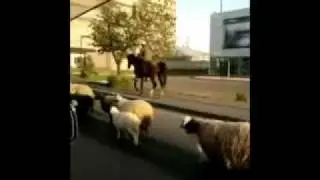 Шествие баранов в Ереване...