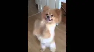 Tìm phốc sóc bị mất