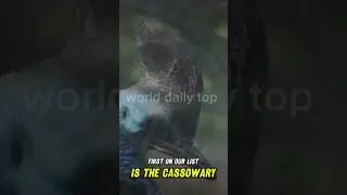 Australia's Unique Wildlife: A Closer Look