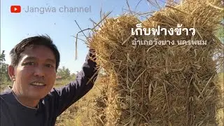 Community way of life EP4 collecting rice straw in the field, WangYang District, NakhonPhanom#Jangwa