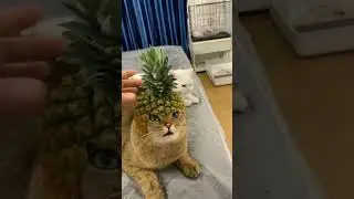 Funny  Cat helmet  