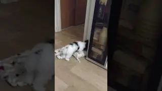 Щенки и тапки