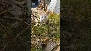 kitten attack me from glass | cufylicy shorty
