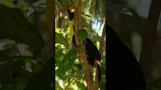 Five Toucan Facts!  
