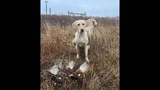 Cloudy with a Chance of Limits  - South Dakota Pheasant Hunting 2024