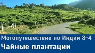 Мотопутешествие по Индии: чайные плантации, Муннар (8-4)