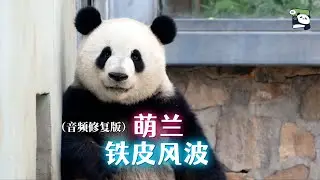 【声音修复】萌兰遭遇“铁皮风波”，粉丝呼声起效，该如何守护么么儿？
