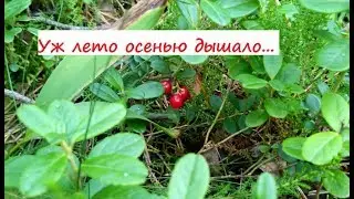 Уж лето осенью дышало...