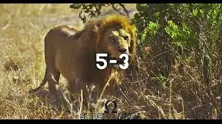Lion🦁 vs Tiger🐯#shorts #edit #viral #tiger #lion