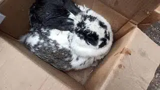 31 января 2021 ОШ ток базар🐓🦢🕊️🦃🦆🐇🕊️БАРЫБИЗДЕ