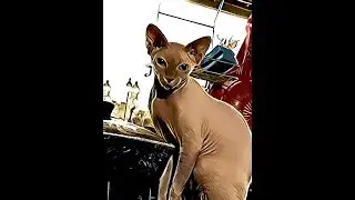 Дрессировка кота! КотоПёс Гуня сфинкс.