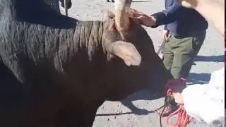Nyub sib nraub nyob na kam kỳ sơn nghệ an