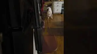 The dogs 2
