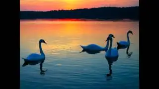 O Lago dos Cisnes  - Tchaikovsky