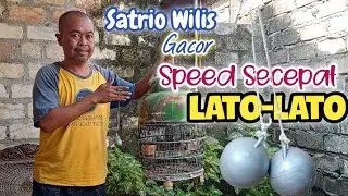 Perkutut Katuranggan Si Satrio Wilis  Galak dan Gacor ‼️ Speed/Kecepatannya Kayak ⁉️ Lato-Lato