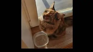 Мои котики 1. Пушок 2. Муся 3. Симба.