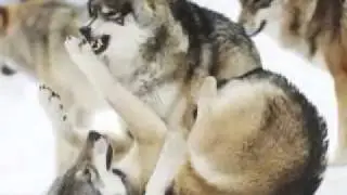 Hero by skillet