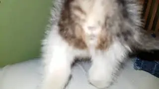 Little Feather Kitten found in wild alone Off set deformed tail Strong will to live