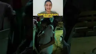 Una mascota muy adorable 🐖