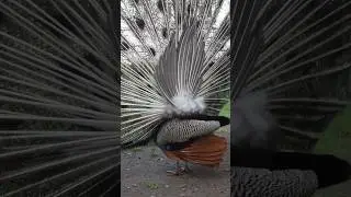Peacock#birds #nature #shorts #youtubeshorts #trending #viralvideo #shortsfeed