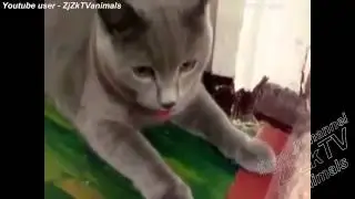 Приколы с животными №45  Fun with animals #45