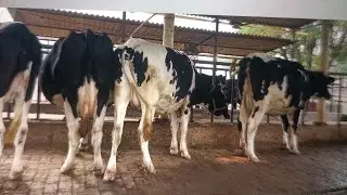 94645-85670, ਚਾਰ ਫਾਰਮ ਵਾਲੀਆਂ ਗੱਬਣ ਗਾਵਾਂ ਸੇਲ ਫੂਲ ਰਾਮਪੁਰਾ ਬਠਿੰਡਾ
