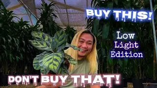 (Complete) Beginner’s Guide to Houseplant Shopping: Low Light Tolerant