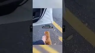 Stray Kitten Gets Arrested By Cop 😮🐈