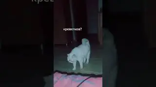 Cats_1