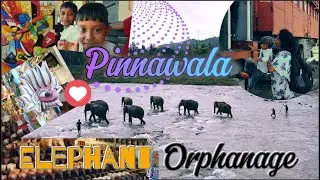 Pinnawala Elephant🦣 Orphanage🐘
