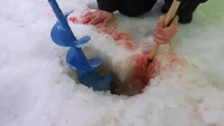 Огромный лещ не лезет в лунку.  Bloody Russian fishing.