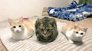 Cats jumping into the owner to wake up