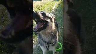 Вечерняя прогулка #вео #dog #shortsvideo