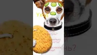 Какие вопросы задать заводчику при покупке щенка?