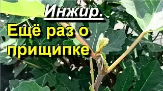 Fig. Once again about pinching shoots. 2023 07 24