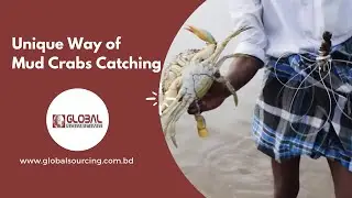 Unique Way of Mud Crabs Catching | Global Sourcing | Exporter | Crab | Bangladesh |