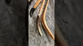 Handcrafted Yew Bows #archery #bowandarrow #woodworking